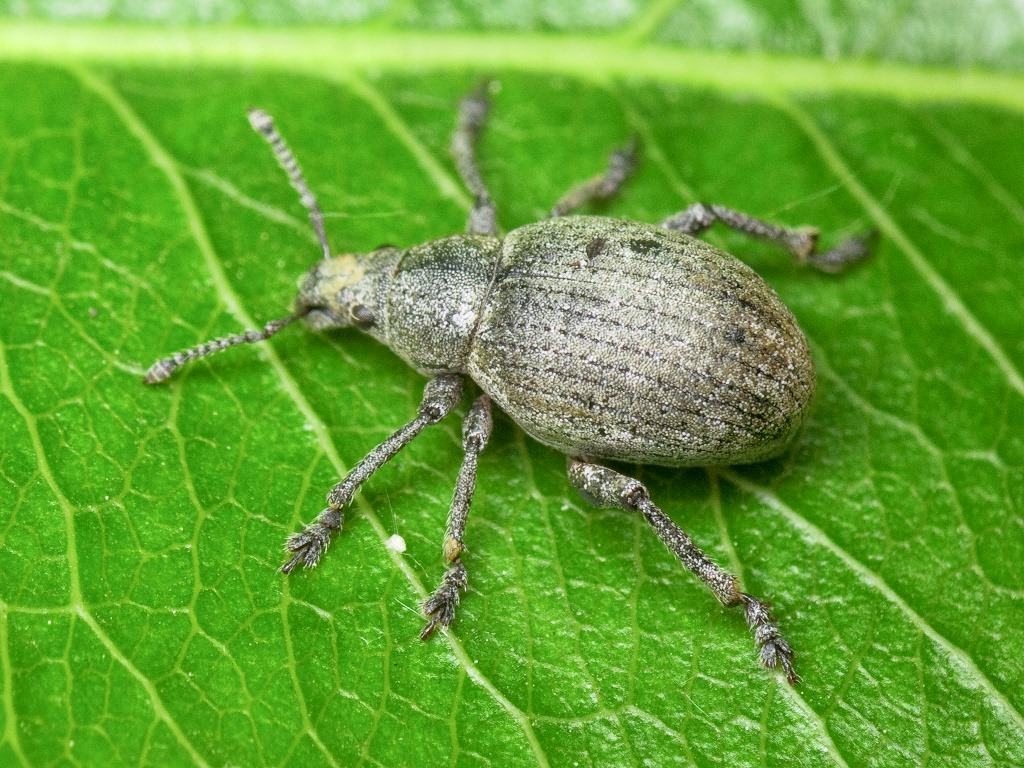 Attactagenus albinus (Boheman, 1833)